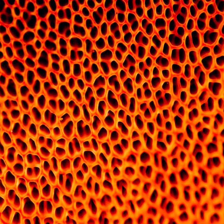 Significado de Tripofobia