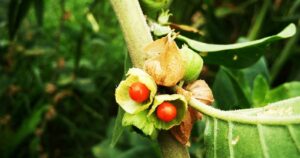 Usos y efectividad de la ashwagandha