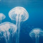 Los Animales Transparentes