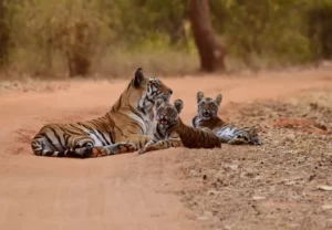 ¿Los tigres viven en grupos?