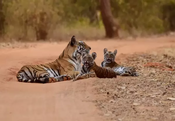 ¿Los tigres viven en grupos?