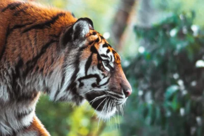 El tigre es un felino grande y poderoso
