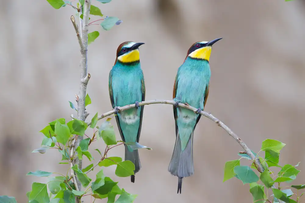30 pájaros más bonitos del mundo