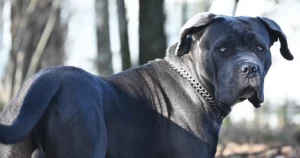 Cane Corso o Mastín Italiano