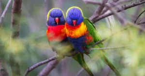 los pájaros más bonitos